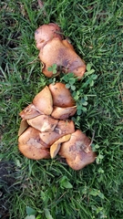 Fungi