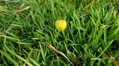 Fungi