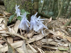 Monotropastrum humile glaberrimum