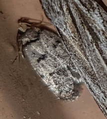 Scatochresis episema