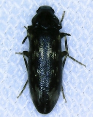 Melandryidae