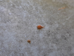 Smiliini