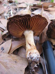 Cortinarius aureifolius
