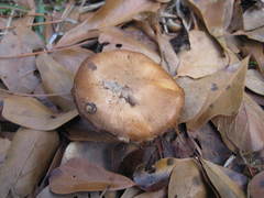 Cortinarius aureifolius