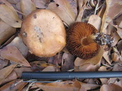 Cortinarius aureifolius