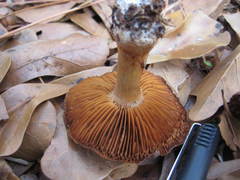 Cortinarius aureifolius