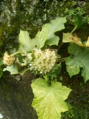 Dorstenia contrajerva