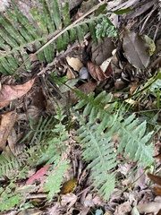 Plagiogyria stenoptera