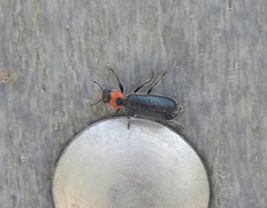 Placopterus thoracicus