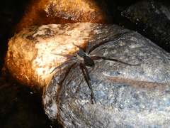 Dolomedes aquaticus