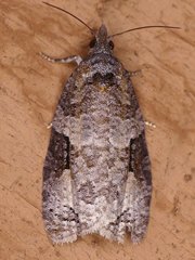Apotomis infida