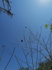 Tithonia rotundifolia