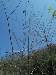 Tithonia rotundifolia