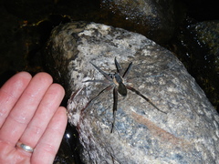Dolomedes aquaticus