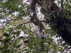 Dendrobium moniliforme