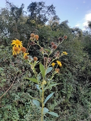 Verbesina subcordata