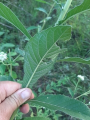 Verbesina subcordata