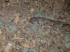 Stenorrhina degenhardtii