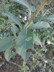 Verbesina subcordata