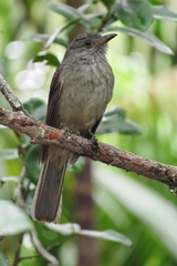Lipaugus vociferans
