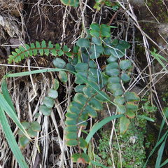 Pellaea rotundifolia