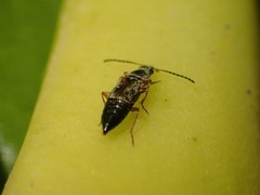 Pelecomalium testaceum