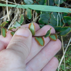 Pellaea rotundifolia