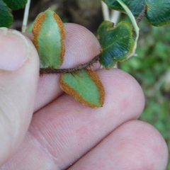 Pellaea rotundifolia
