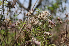 Vernonia bealliae
