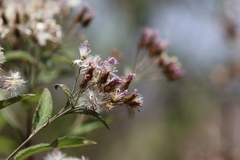 Vernonia bealliae