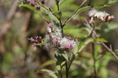 Vernonia bealliae