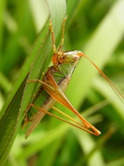 Conocephalus exemptus