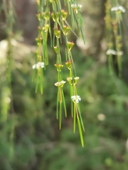 Baeckea linifolia