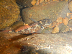 Gobiomorphus huttoni