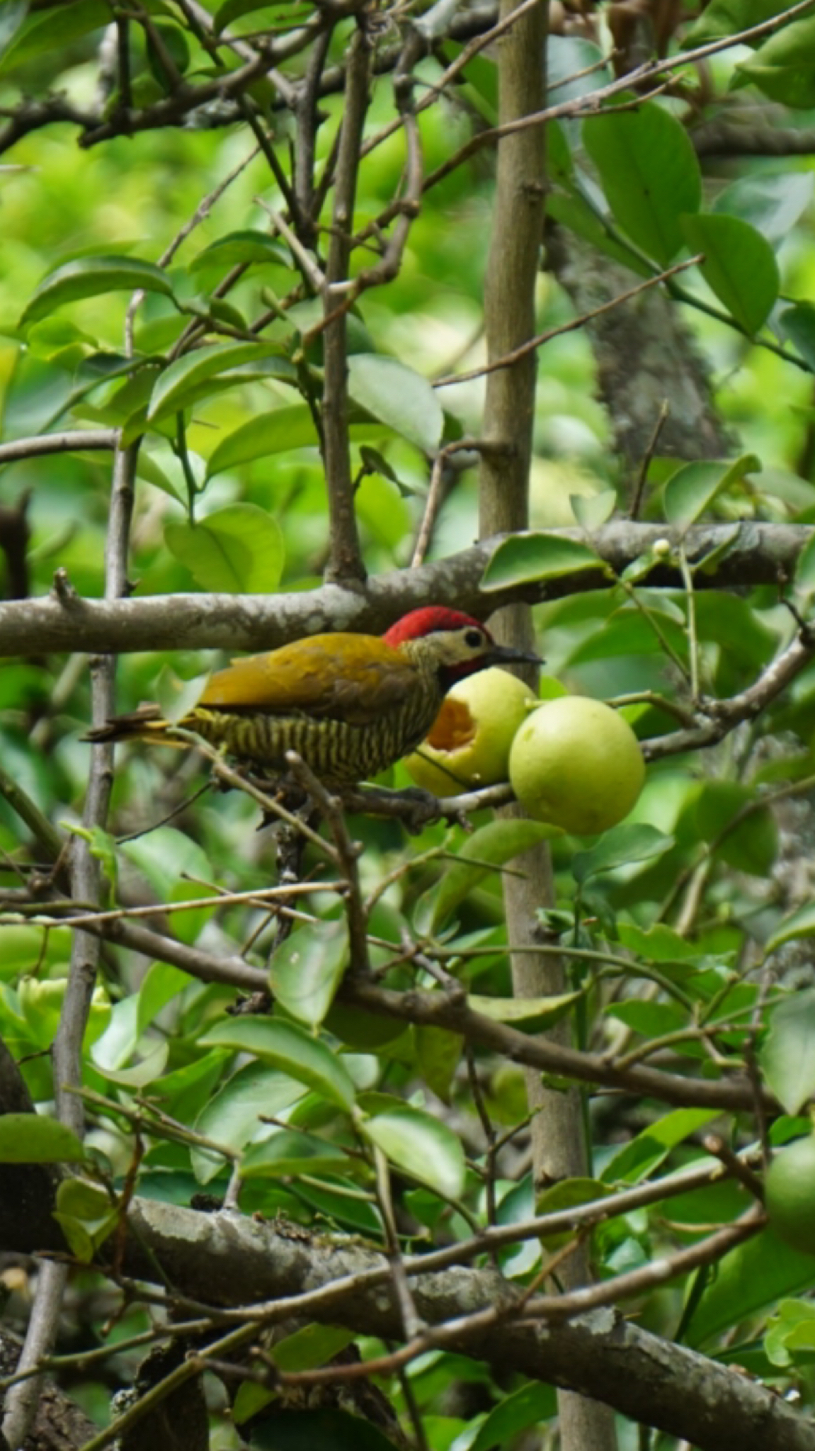 Colaptes rubiginosus image