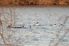 Mergus merganser