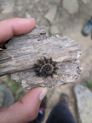 Hemileuca maia