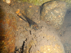 Gobiomorphus cotidianus