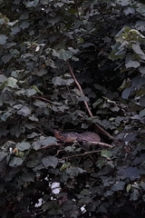 Hydrosaurus microlophus