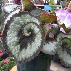 Begonia rex-cultorum