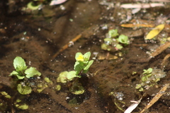 Erythranthe glabrata