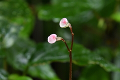Begonia decandra