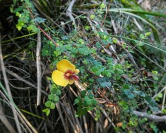 Bossiaea cordigera