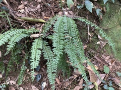 Asplenium gueinzianum