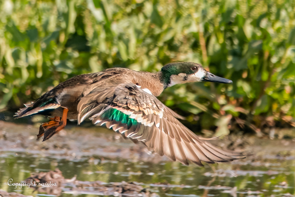 Wigeons and Allies × Shovelers and Allies
