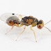 Eurytominae - Photo (c) Kimberlie Sasan, some rights reserved (CC BY-ND), uploaded by Kimberlie Sasan
