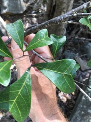 Cupaniopsis wadsworthii