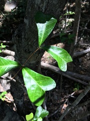Cupaniopsis wadsworthii