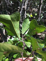 Cupaniopsis wadsworthii