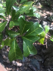 Cupaniopsis wadsworthii